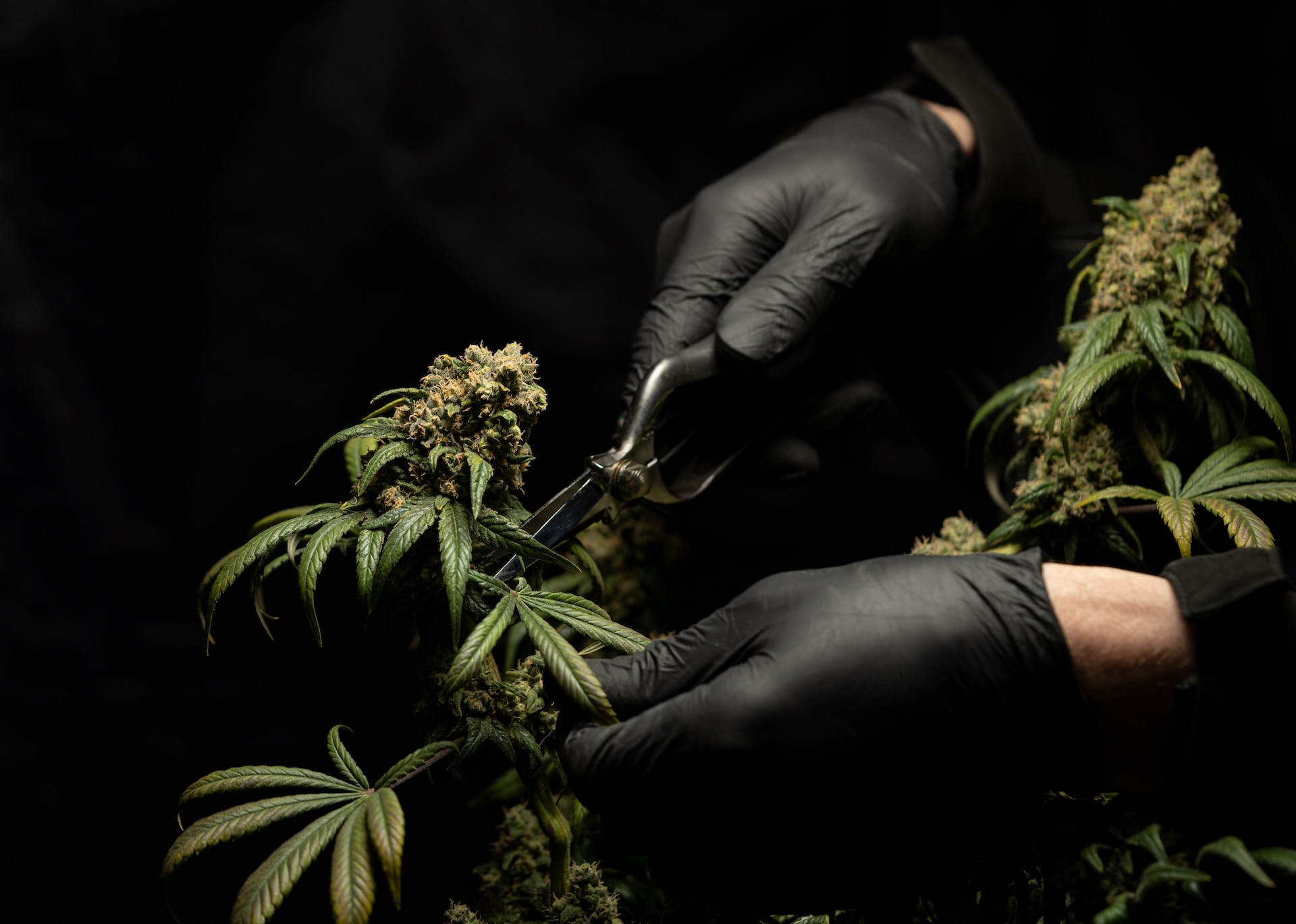 An image showing a variety of high-quality cannabis seeds, perfect for starting a seed business