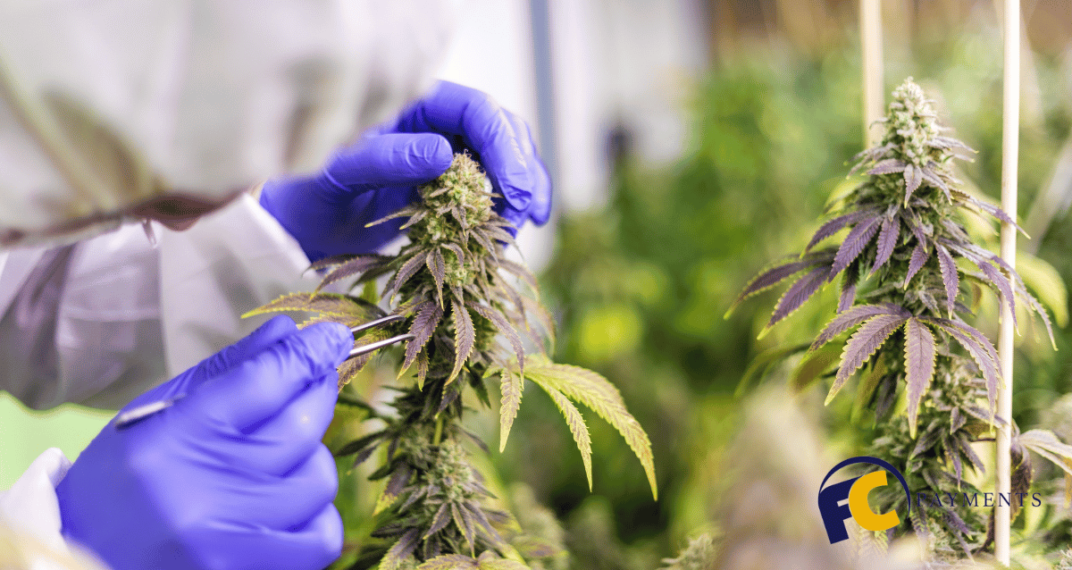 A person holding a sign with a CBD business logo